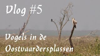 Een vogelparadijs bij de Oostvaardersplassen  Vlog 5 [upl. by Hodgkinson]