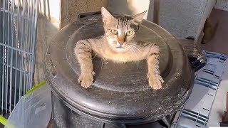 🤣 FUNNIEST Pet Bloopers  Dog and Cat Videos [upl. by Strickler494]