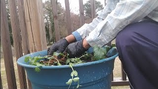 Pt1How to transplant Sweet Peasinterplanting sweet peas with turnips [upl. by Enamrahc]