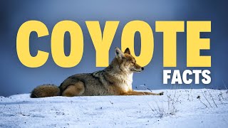 25 Surprising Facts About Coyotes That You Wont Forget [upl. by Tor]