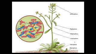 Rhizosphere Vs Phyllosphere [upl. by Anwahsit149]