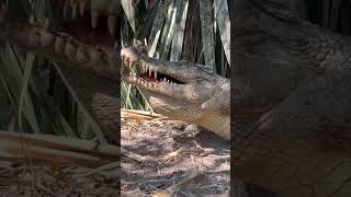 Crocodiles Eating in Australia gatorland crocodile saltwatercrocodile [upl. by Curley12]