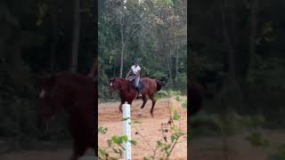 Last one I promise horse equestrian music hunterjumper [upl. by Nosnibor]