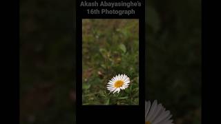 Akash Abayasinghes Aug amp Sep Photos 3 photography composition [upl. by Ditmore916]