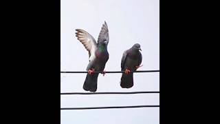 आखिर पक्षियों को बिजली के तार पर करंट क्यों नहीं लगता 🤔 shorts birds current viral [upl. by Estes289]