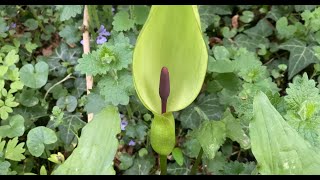 Arum maculatum April 15 2024 [upl. by Damales196]