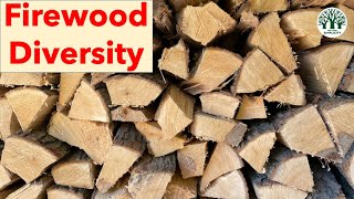 Firewood Diversity  using several species of firewood and their uses [upl. by Drapehs13]