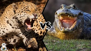 Jaguar VS Caiman  Who is The King of The Amazon Rainforest [upl. by Immac]