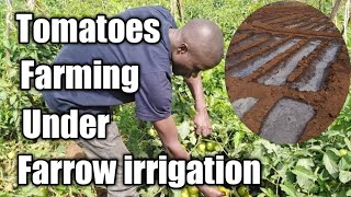 How to Plant tomatoes under farrow irrigation and things to consider giveityourbestshort [upl. by Niajneb]