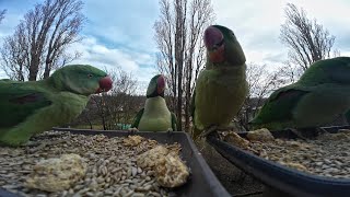 Wilde Fensterbank S01E01 Relaxen mit dem Alexandersittich Alexandrine parakeet [upl. by Steinberg]