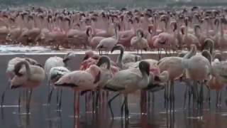 Lake Bogoria in Kenya [upl. by Jeremiah260]