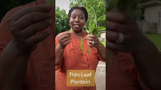 Thin Leaf or Narrow Leaf Plantain for herbal and natural healing [upl. by Byrom295]