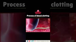 How Your Body Stops Bleeding The Incredible Blood Clotting Process Explained 🩸💪 [upl. by Gassman]