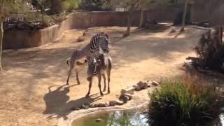 Zebra mating at LA Zoo [upl. by Cired842]