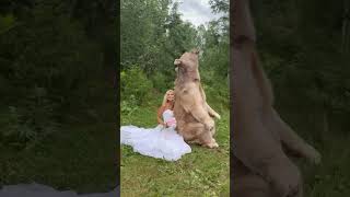 😂Bear’s Couple Funniest Selfie Moments🐻📸 bear bigbear shorts youtubeshorts pets shortsfeed [upl. by Aleka257]