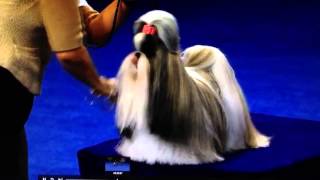 Shih Tzu  National Dog Show [upl. by Asta]