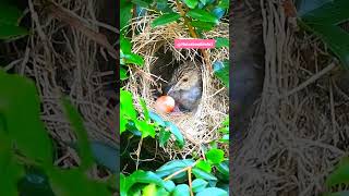 The baby cuckoo threw the egg from the nest cuckoo [upl. by Moreville735]