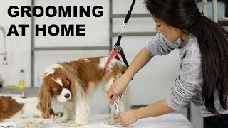 HOW TO GROOM YOUR DOG AT HOME  Cavalier King Charles grooming [upl. by Sherri]