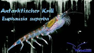 Antarktischer Krill quotEuphausia superbaquot [upl. by Trub112]