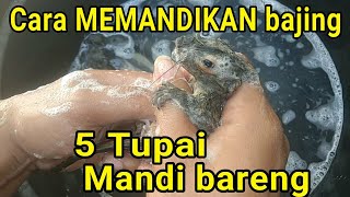 Mandikan 5 Tupai SEKALIGUS BajingKelapa TupaiKelapa Squirrel [upl. by Shell]