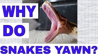 Why Do Snakes Yawn [upl. by Launcelot]