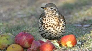 Know your thrushes  Song and Mistle [upl. by Enerol]