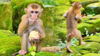 Monkey eats Iris Corn Yummy and protecting food from Iryna by walking two legs is so cute [upl. by Lisk946]