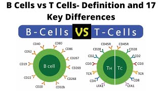 B Cells vs T Cells Definition and 17 Key Differences [upl. by Mauricio203]