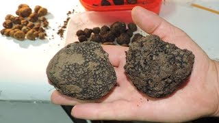 Тартуфите во Македонија Truffles of Macedonia [upl. by Pisarik]