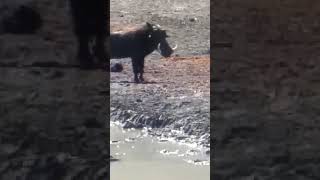 Warthog Mom loses baby to merciless Crocks [upl. by Suirtemed]