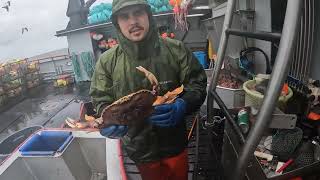 big dungeness crab 2024 season [upl. by Newo]