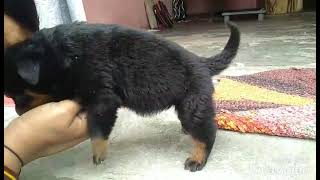 Rottweiler puppy 1 month old [upl. by Morgana]