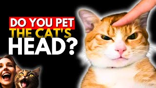 Discover how felines understand this behavior [upl. by Pitchford]