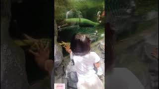 Oceanarium Manila Ocean Park shorts short shortvideo shortsvideo [upl. by Cristina]