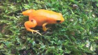 Golden Mantella  Mantella aurantiaca [upl. by Norbie]