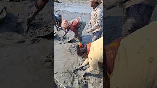 Village women catching catfish by hand for livelihood womenfishing catchfish handfishing [upl. by Verner]