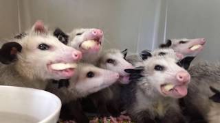 opossums eating bananas to happy music [upl. by Nnairek]