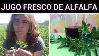 ALFALFA propiedades y beneficios Jugo fresco [upl. by Ahtnama]