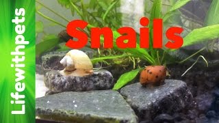 FAQ on Snails Part 1 [upl. by Ryder]