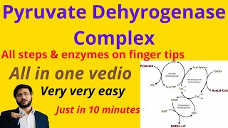 Pyruvate dehydrogenase complex  Reactions  Co Enzymes  Cofactors Biochemistry  Structure [upl. by Oreves987]