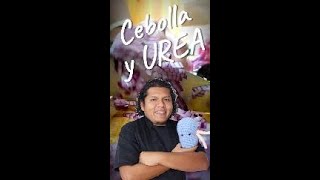 Cebolla y BAJAR LA UREA poderoso PRE BIOTICO 🧅 urea ureaalta riñones chefrenal [upl. by Netty]