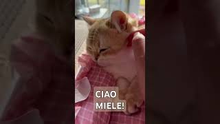 Ciao MIELE [upl. by Ahsiekam]