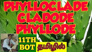 PHYLLODE  PHYLLOCLADE  CLADODE TAMIL EXPLANATION [upl. by Mast]