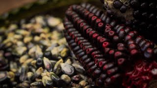 Sopa Paraguaya de Maíz Azul Maíz Negro y Maíz Morado  TEOSINTE [upl. by Laehcym]