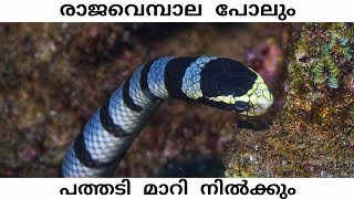 Belchers Sea Snake  Malayalam  iTs Wild [upl. by Naret]