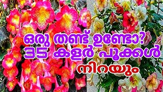 ഈ ഒറ്റ ചെടി മതി വീടിന് ഐശ്വര്യം വരാൻ Achimenes Plant tips [upl. by Cappella]