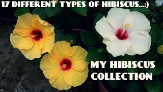 17 Different Types of Hibiscus Flowers in My Garden [upl. by Clementine]