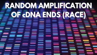 Rapid Amplification of cDNA Ends RACE  Genomics [upl. by Long819]