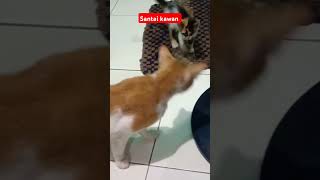 Santai youtubeshorts youtube cat kucingluculucu [upl. by Eedahs]