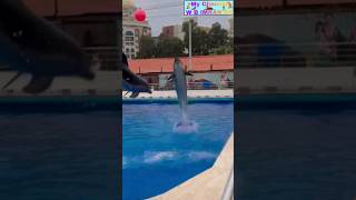 2 Dolphin very nice moment dolphin nature viralshorts youtubeshorts [upl. by Noryd]